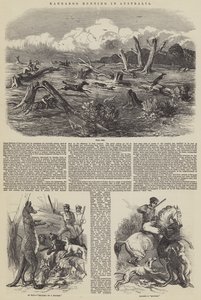 Chasse au kangourou en Australie
