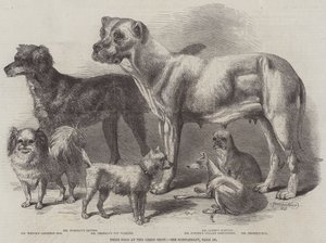 Chiens primés à l