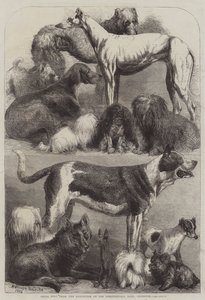 Chiens primés de l