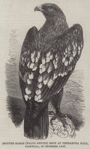 Aigle tacheté (Falco Nevius) abattu à Trebartha Hall, Cornouailles, en décembre dernier - Harrison William Weir