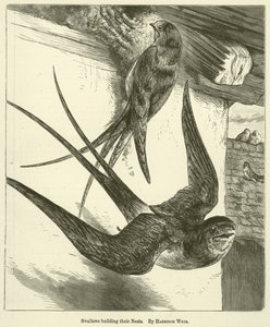 Hirondelles construisant leurs nids - Harrison William Weir