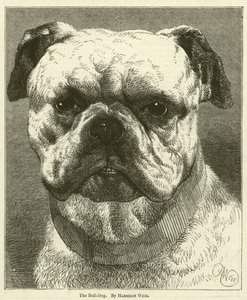 Le bouledogue