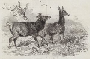 Les cerfs royaux, la gloire du bûcheron et du fermier