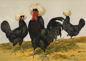Polonais Noirs à Crête Blanche