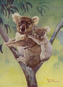 Koala et son petit dans un eucalyptus, Australie