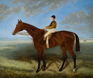 Salpinctes, un cheval de course