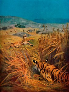 Tigres - La terreur des villages indiens, 1913