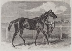 Caller Ou, le gagnant du St Leger - Harry Hall