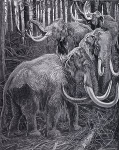 Mammouths
