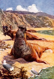  - Harry Hamilton (after) Johnston