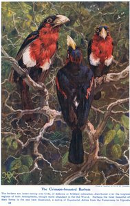 Barbets à crête cramoisie, illustration de 