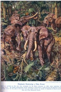 Éléphants détruisant une forêt de palmiers, illustration de 