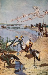Les rives nord du lac Tchad, vues par Denham en 1822