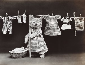 Série des chatons : Séchage du linge, vers 1914 (tirage argentique)