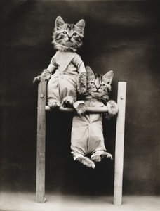 Série des chatons : Excercising, c.1914 (épreuve argentique)