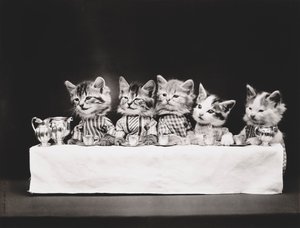 Série des chatons : Cène, vers 1914 (tirage argentique) - Harry Whittier Frees