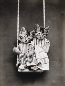 Série des chatons : Sur une balançoire, vers 1914 (tirage argentique)