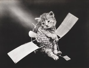 Série des chatons : Pilote en avion, c.1914 (tirage argentique)
