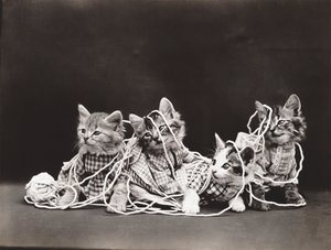 Série des chatons : Tangled in Yarn, c.1914 (tirage argentique)