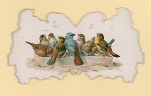 Oiseaux (lithographie en couleur)