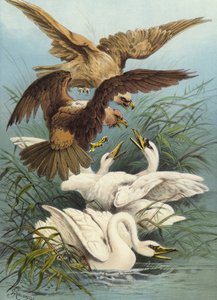 Cygnes et Aigles