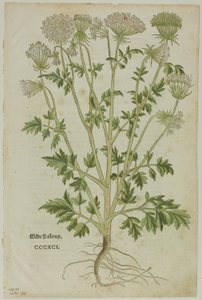 Feuille du Nouveau Kreuterbuch par Leonhart Fuchs, planche 97 de Gravures sur bois des livres du XVIe siècle - Heinrich Füllmaurer