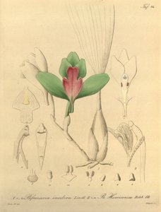 Bifrenaria inodora + harrisoniae