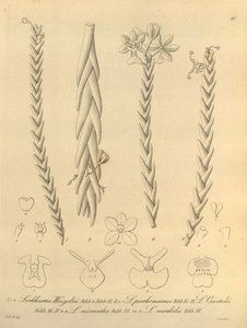 Lockhartia - Xenia vol 1 (1858) fig 40 - Heinrich Gustav Reichenbach