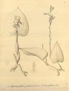 Ce fichier provient de la Bibliothèque du patrimoine de la biodiversité, et est disponible en ligne sur biodiversitylibrary.org/page/696488