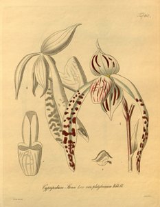 Ce fichier provient de la Bibliothèque du patrimoine de la biodiversité, et est disponible en ligne sur biodiversitylibrary.org/page/698357