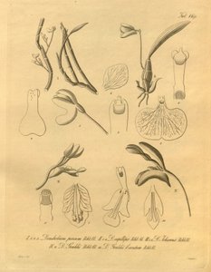 Ce fichier provient de la Bibliothèque du patrimoine de la biodiversité et est disponible en ligne sur biodiversitylibrary.org/page/698365