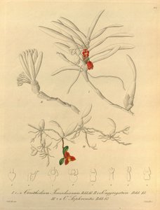 Ce fichier provient de la Bibliothèque de la biodiversité et est disponible en ligne sur biodiversitylibrary.org/page/696484