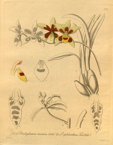 Ce fichier provient de la Bibliothèque de la biodiversité et est disponible en ligne sur biodiversitylibrary.org/page/698370 - Heinrich Gustav Reichenbach