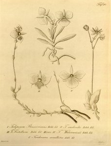 Ce fichier provient de la Bibliothèque du patrimoine de la biodiversité, et est disponible en ligne sur biodiversitylibrary.org/page/696497