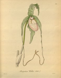 Ce fichier provient de la Bibliothèque du patrimoine de la biodiversité, et est disponible en ligne sur biodiversitylibrary.org/page/698377