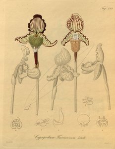 Ce fichier provient de la Bibliothèque de la biodiversité et est disponible en ligne sur biodiversitylibrary.org/page/698329