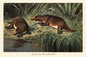 Ornithorynque, Ornithorhynchus anatinus, sur une berge