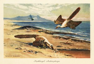Deux Archéoptéryx cherchant de la nourriture sur le rivage - Heinrich Harder