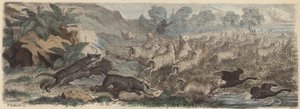 Tigres de Tasmanie attaquant des moutons en Tasmanie