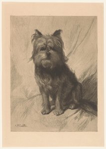 Chien hollandais