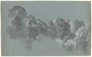 Cimes des arbres de la forêt frappées par la lumière