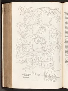 Courgette, illustration de De historia stirpium commentarii insignes par Leonhart Fuchs, 1542