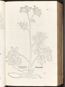 Angélique sauvage, illustration de De historia stirpium commentarii insignes par Leonhart Fuchs, 1542