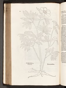 Pivoine, illustration de De historia stirpium commentarii insignes par Leonhart Fuchs, 1542