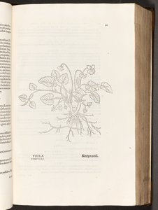 Violette, illustration de De historia stirpium commentarii insignes par Leonhart Fuchs, 1542 - Heinrich and Meyer, Albert Fullmaurer