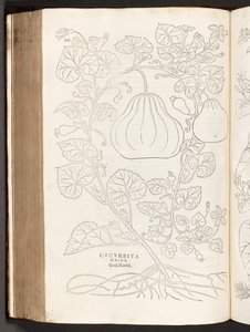 Gourde, illustration de De historia stirpium commentarii insignes par Leonhart Fuchs, 1542