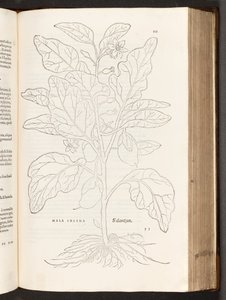 Aubergine, illustration de De historia stirpium commentarii insignes par Leonhart Fuchs, 1542