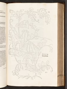 Pois, illustration de De historia stirpium commentarii insignes par Leonhart Fuchs, 1542