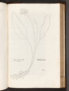 Allium, illustration de De historia stirpium commentarii insignes par Leonhart Fuchs, 1542 - Heinrich and Meyer, Albert Fullmaurer