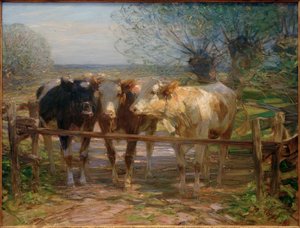 Vaches à la barrière